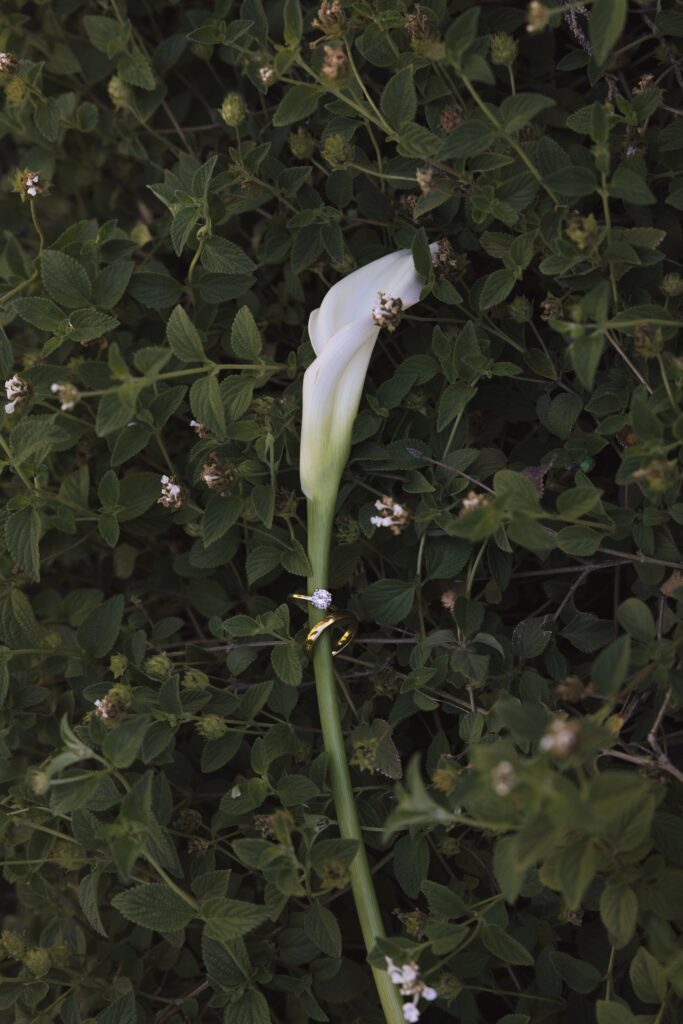 Close-up of wedding rings on floral at Cielo Farms